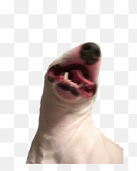 Le Screaming Walter Png Has Arrived - Walter Dog,Screaming Png