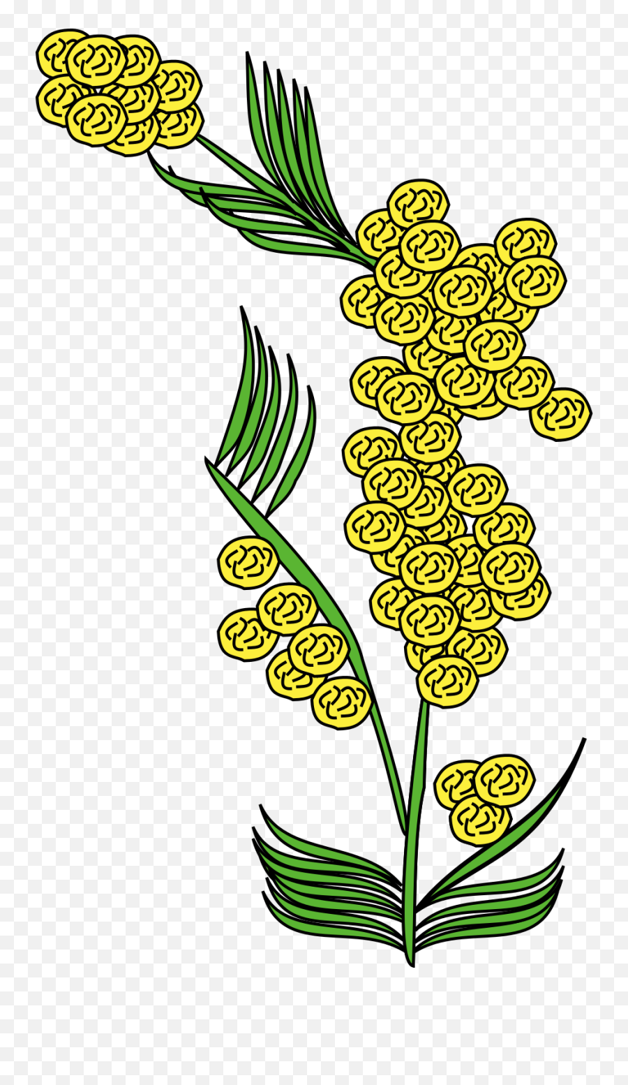 Filemeuble Branche Mimosasvg - Wikimedia Commons Acacia Dealbata Png,Mimosa Png