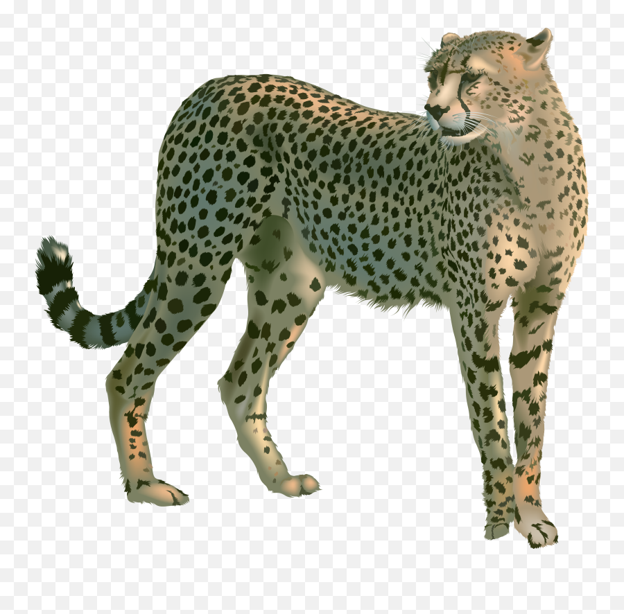 Cheetah Png - Castillo Del Tostón,Cheetah Png