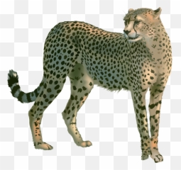 Cheetah Png - Castillo Del Tostón,Cheetah Png