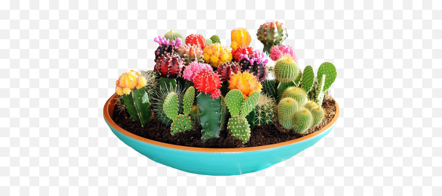 Download U201cyayy Hereu0027s A Happy Bowl Of Succulents U201d - Cactus Cactus Garden Png,Succulents Png