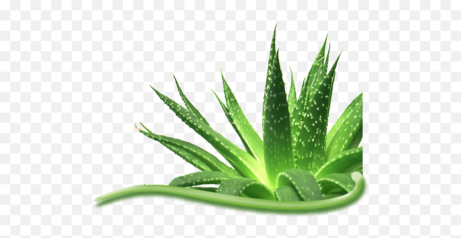 Aloe Vera Png Image - Aloe Vera Plant,Aloe Png