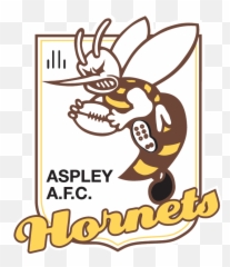 Aspley Hornets Afl - Nathan Clarke Brisbane Lions Png,Hornets Logo Png