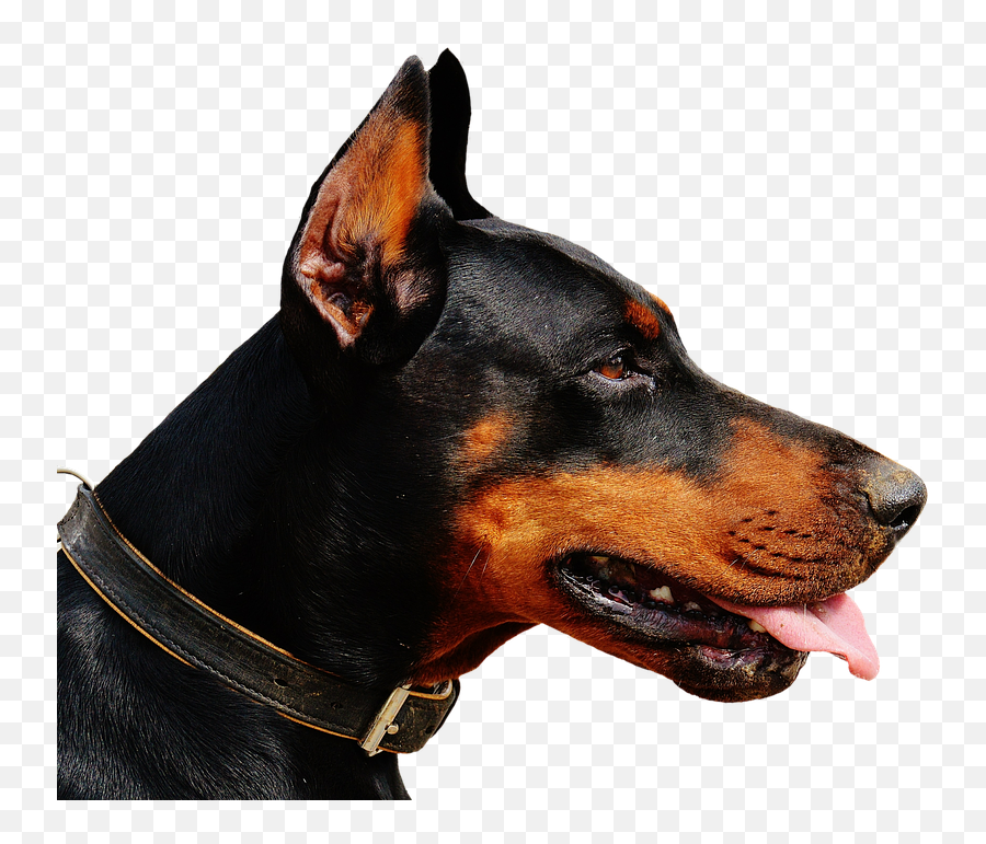 Doberman Transparent Png Image Free - Doberman Personality,Doberman Png