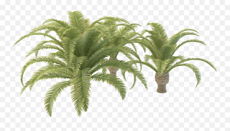 Download Free Png Small Palm Tree - Hd Tree Images Png,Palmtree Png
