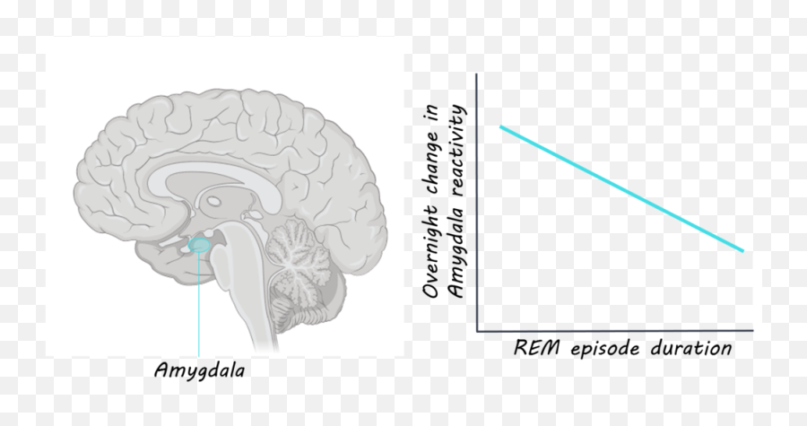 Uninterrupted Rem Sleep Is Critical For Processing - Illustration Png,Rem Png