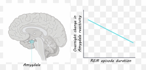 Uninterrupted Rem Sleep Is Critical For Processing - Illustration Png,Rem Png