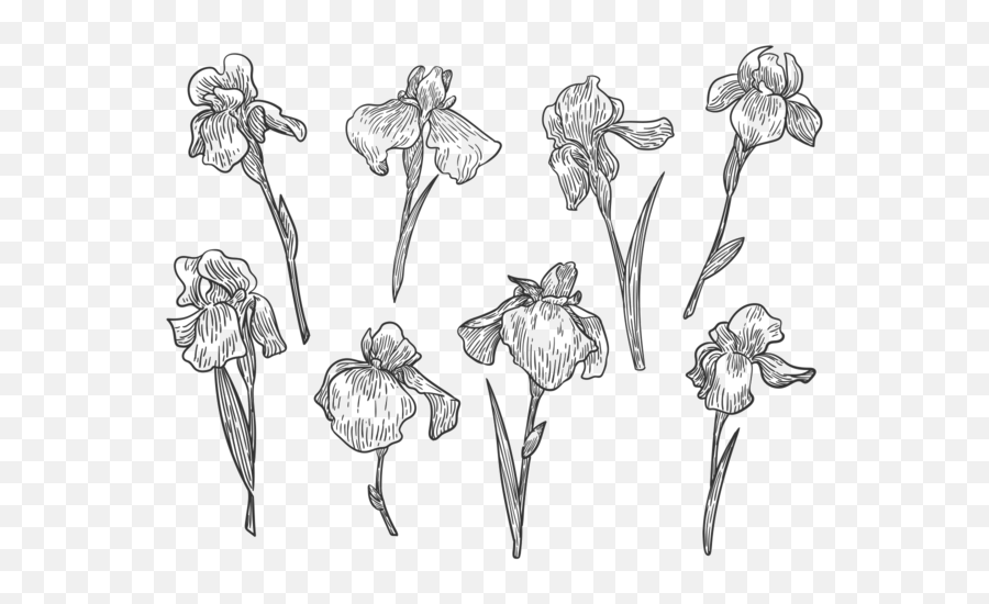 Free Hand Drawn Iris Flower Vectors - Download Free Vectors Iris Flower Vector Drawing Png,Flower Vector Png