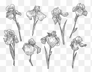 Free Hand Drawn Iris Flower Vectors - Download Drawing png