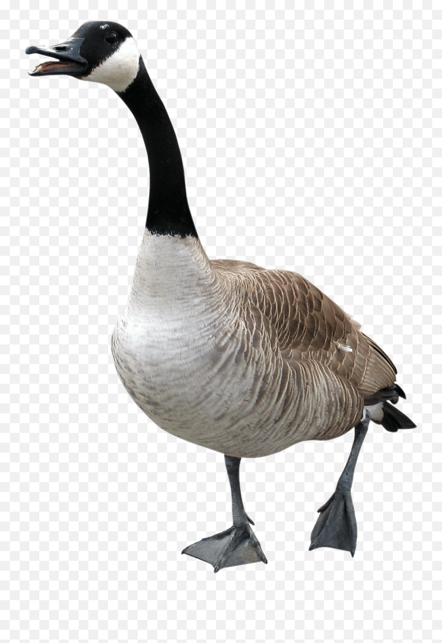 Geese Repellent Goose Deterrent How To Get Rid Of - Goose Png,Geese Png