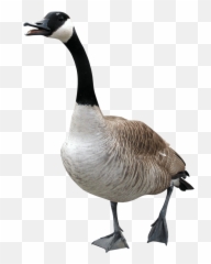 Geese Repellent Goose Deterrent How To Get Rid Of - Goose Png,Geese Png