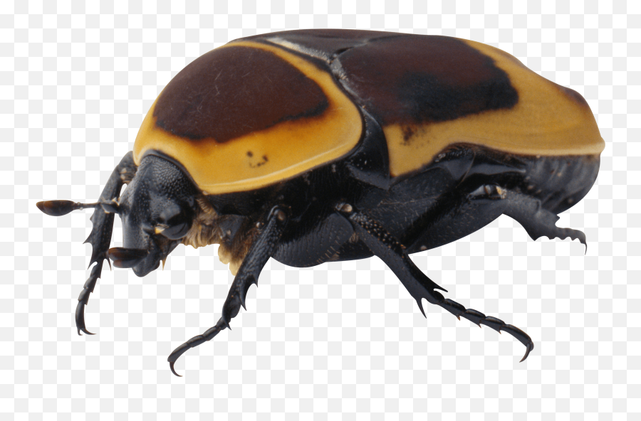 Bug Yellow Black Transparent Png - Stickpng Brown Yellow Black Beetle,Transparent Bug