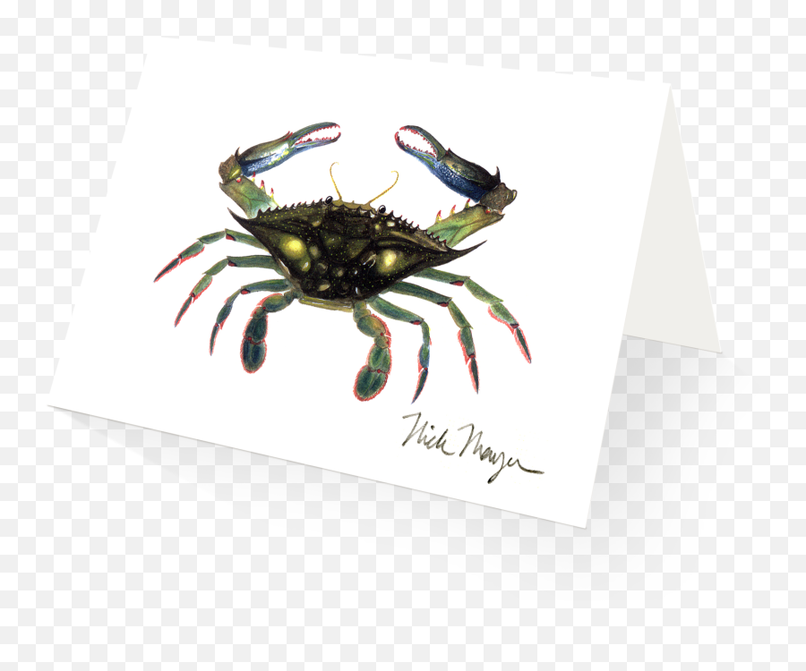 Blue Crab In - Fiddler Crab Png,Blue Crab Png