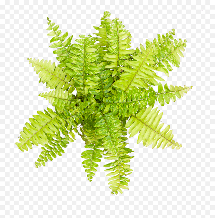 Buy Indoor Ferns - Tiger Fern Png,Ferns Png