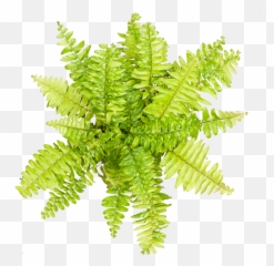 Buy Indoor Ferns - Tiger Fern Png,Ferns Png