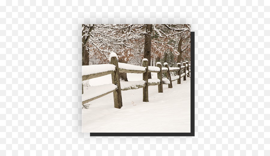 Services - Fence Replacementrepair In Wheat Ridge Fence Tree Png,White Fence Png