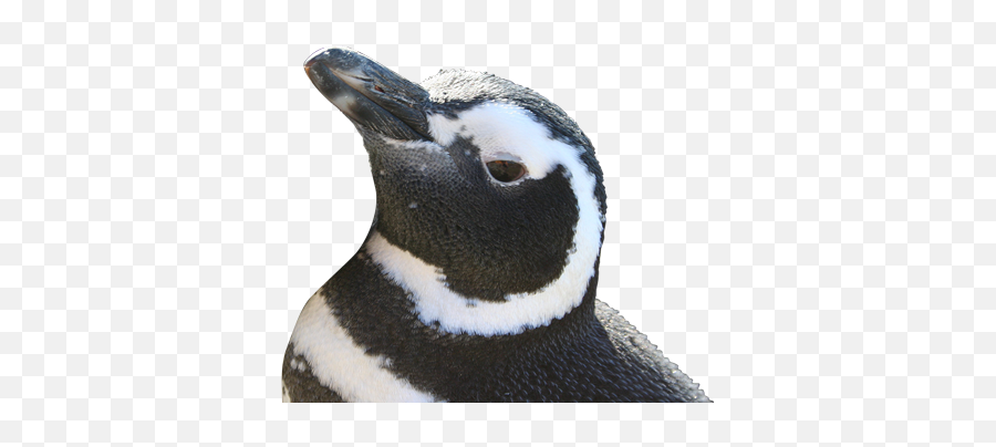 Magellanic U2013 Falklands Conservation - Magellanic Penguin Png Transparent,Penguins Png