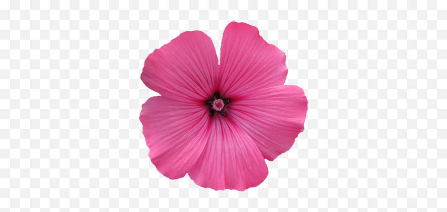 Flower Image Gallery - Useful Floral Clip Art Pink Flower Clip Art Png,Purple Flowers Png