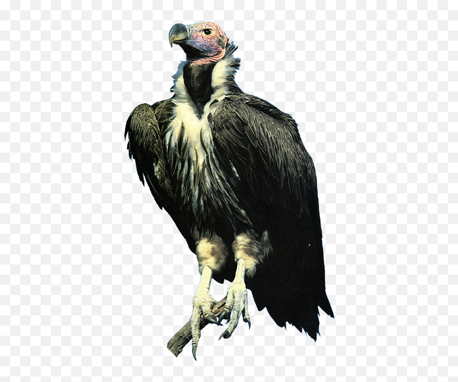 Lappet Face Vulture Baby Onesie - Condor Bald Eagle Png,Vulture Transparent