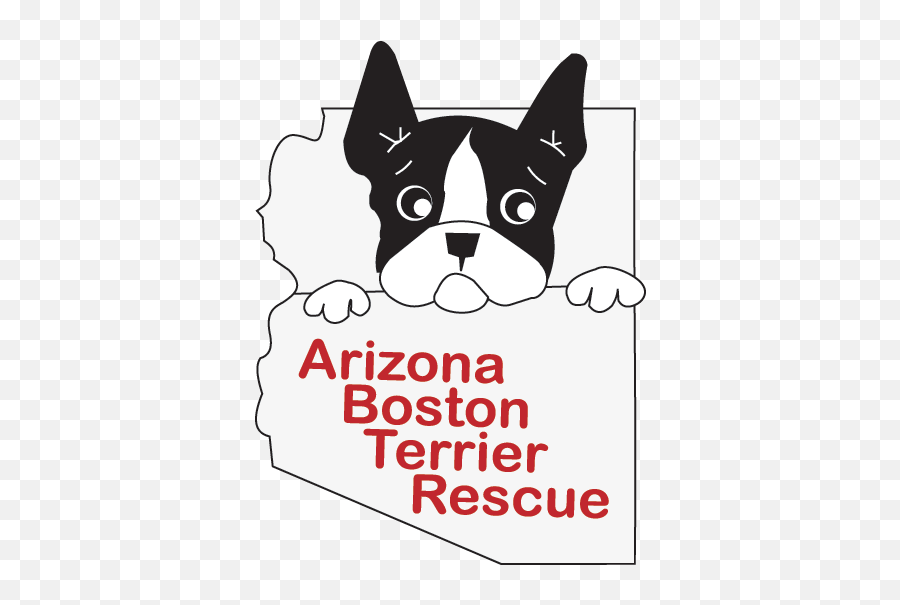 Welcome - Arizona Boston Terrier Rescue Png,Boston Terrier Png