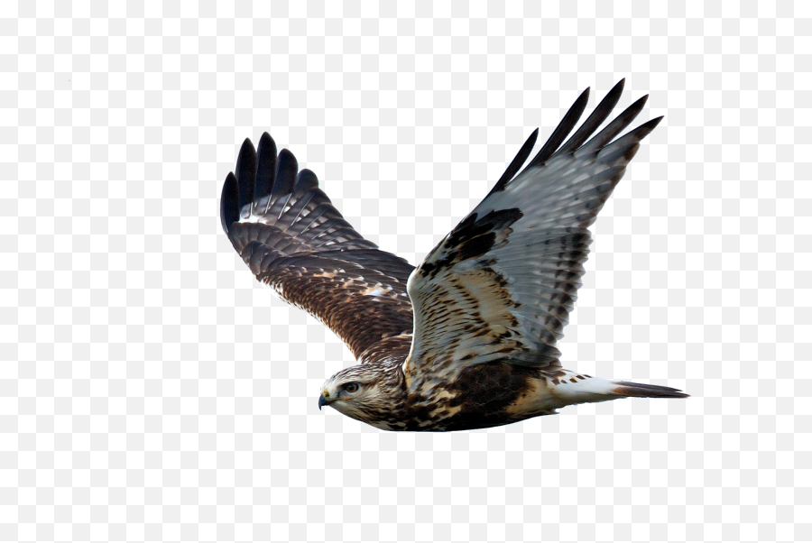 Hawk Flight Raptor Bird Of Prey - Hawk Transparent Background Png,Prey Png