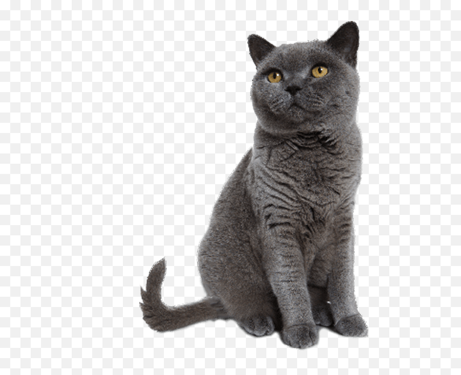 Grey Cat Sitting Transparent Background - Cat Transparent Background Png,Transparent Cat