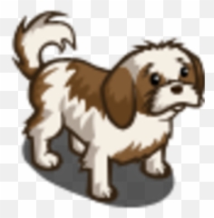 Shih Tzu - Shih Tzu Png,Shih Tzu Png
