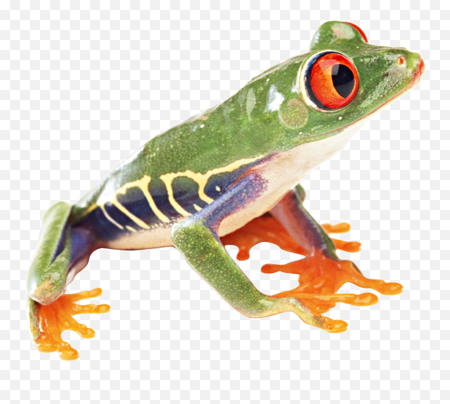 Frogs Free Transparent - Tree Frog Transparent Background Png,Transparent Frog