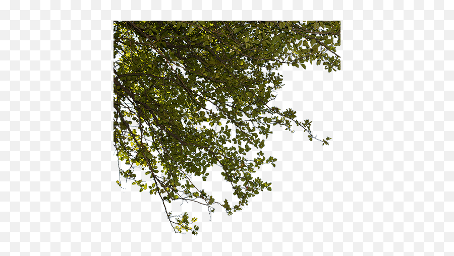 A Closeup Cutout Photo Of Green Tree Png Branches