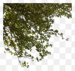 A Closeup Cutout Photo Of Green Tree Png