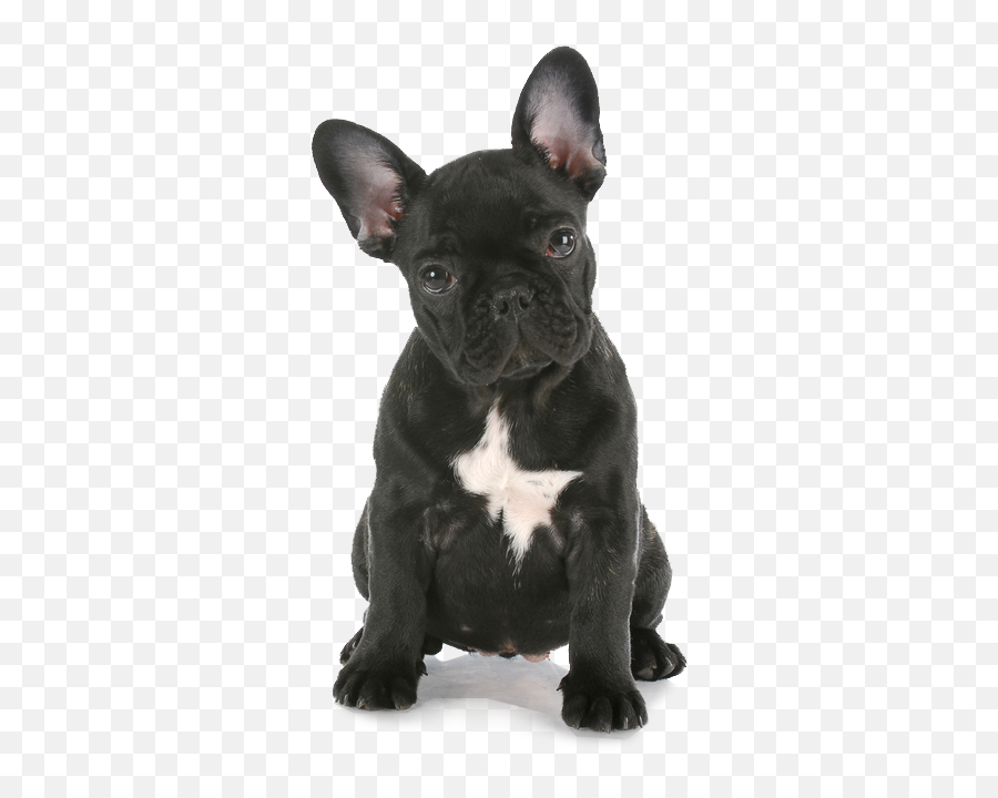 Pure Pet Shop French Bulldog Pup Png Transparent Background