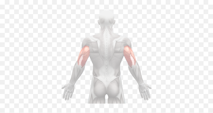 Index Of Musculation - Male Png,Muscles Png