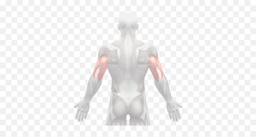 index of musculation male png free transparent png images pngaaa com index of musculation male png free