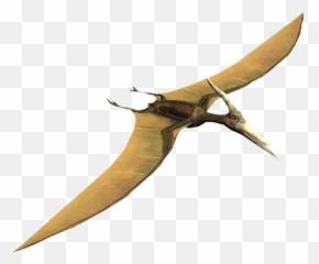 Pterosaur - Pteradactyl Facts Png,Pterodactyl Png