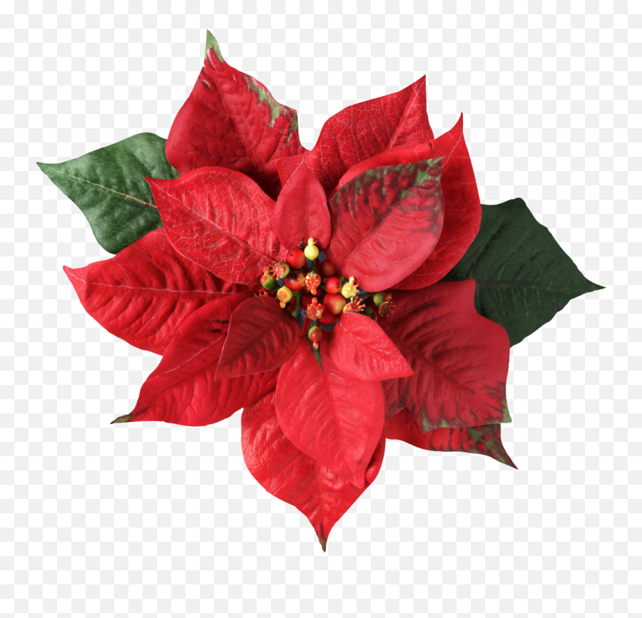Poinsettia Christmas Decoration Flower - Christmas Flower Png,Poinsettia Png