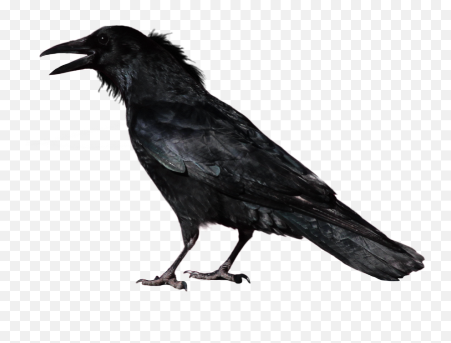 Common Raven Portable Network Graphics - Transparent Background Crow Png,Crow Png
