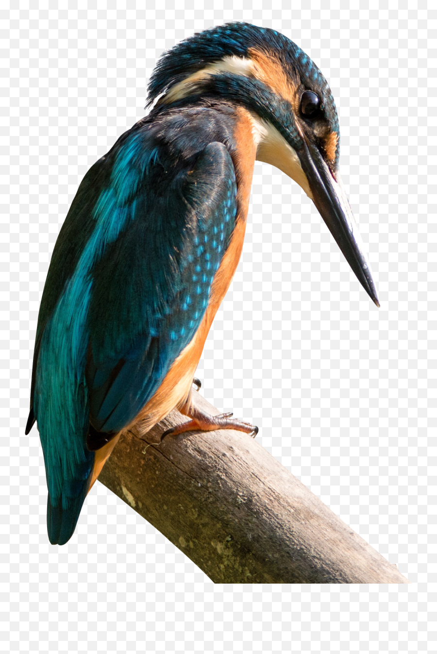 Kingfisher Bird Png Transparent Image - Pngpix Birds Found In Hilly Region Of Nepal,Birds Png