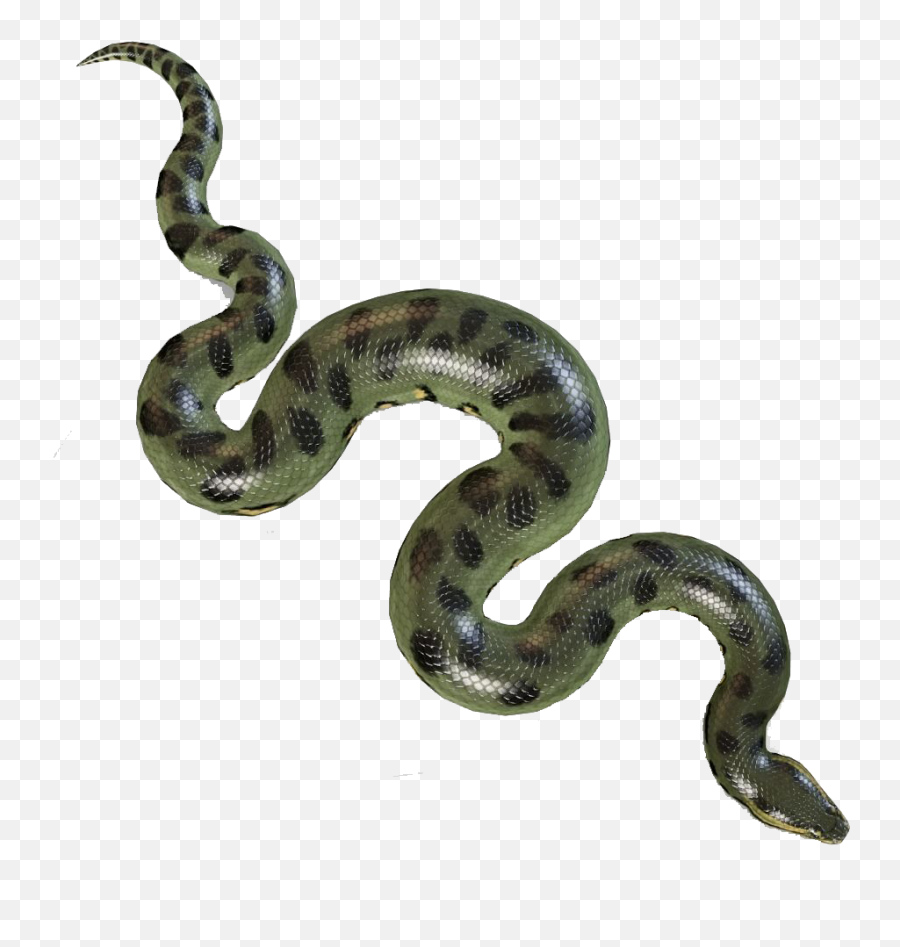 Anaconda Transparent Background Png