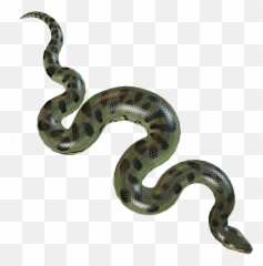 Anaconda Transparent Background Png