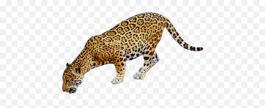 Jaguar Free Png Image All - Coyote The Wave,? Png