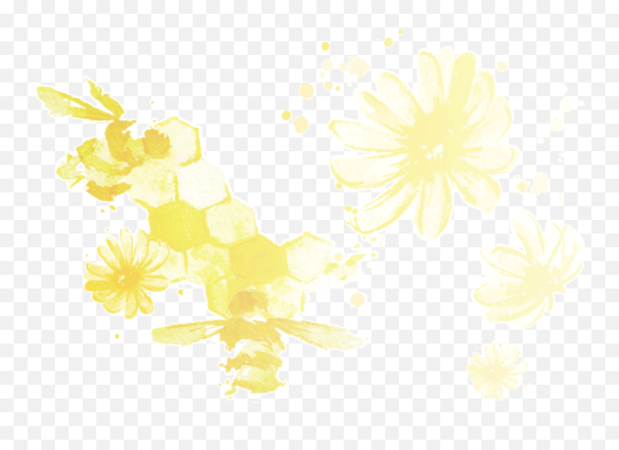 Organic Chamomile Flowers - Chrysanths Png,Chamomile Png