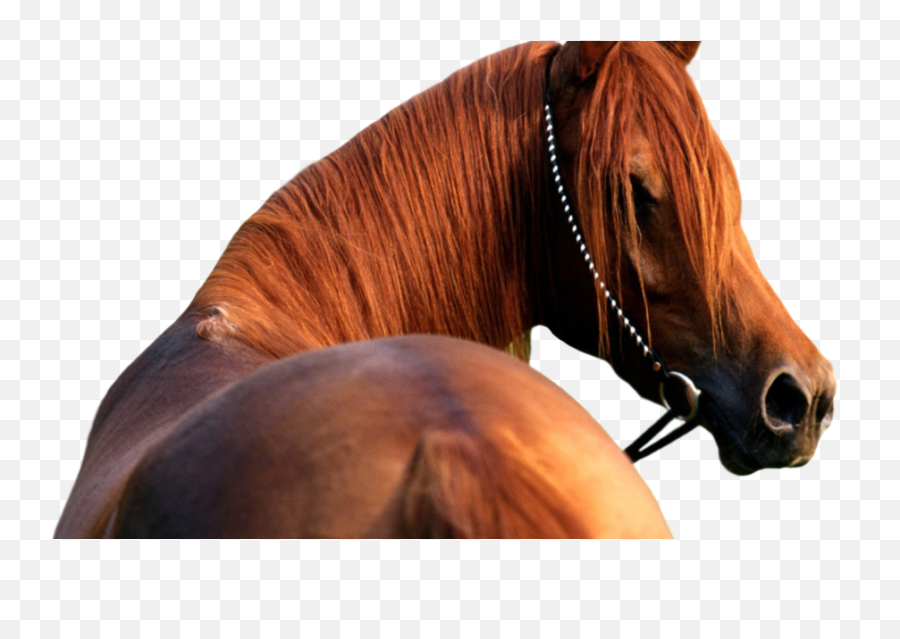 Download Hd - Horse Head Transparent Background Horse Head Transparent Background Png,Horse Transparent Background