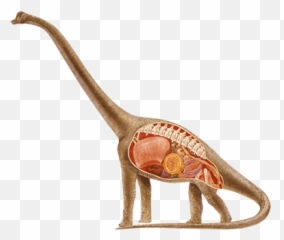 Download Hd Brachiosaurus - Sauropod With Spikes Transparent Brachiosaurus Sauropod Png,Brachiosaurus Png