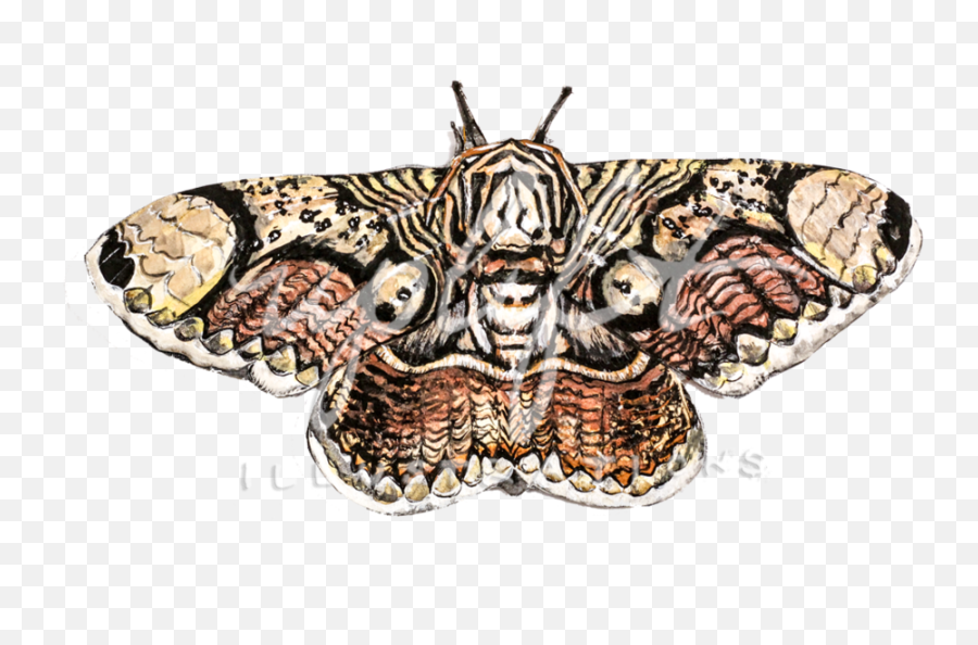 Uplift Illustrations - Emperor Moths Png,Moth Png