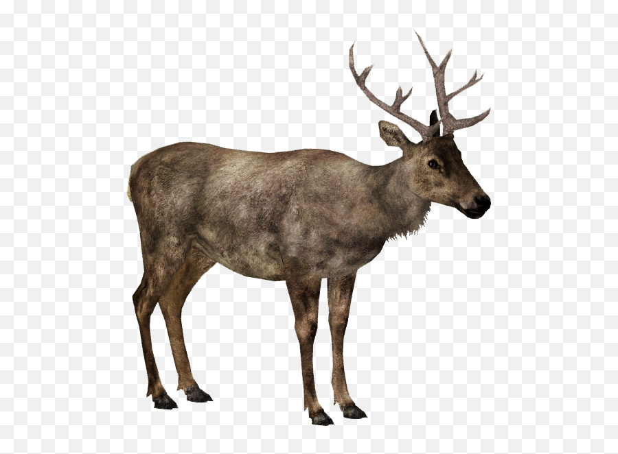 Download Elk Png