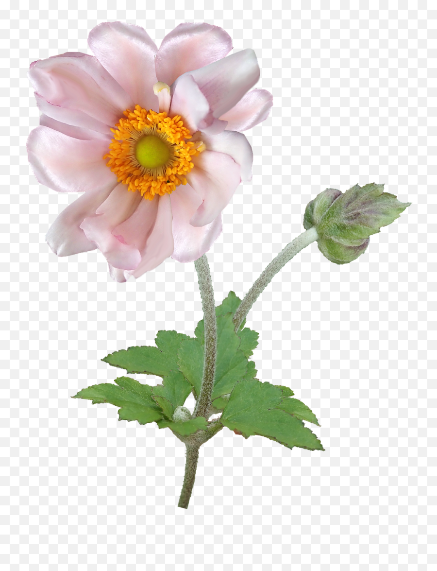 Flower Anemone Stem - Japanese Anemone Png,Anemone Png