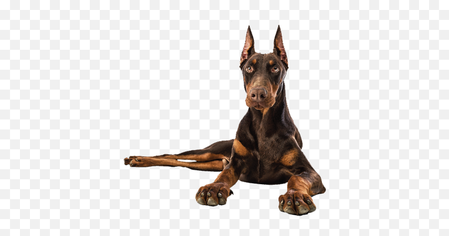 Doberman Png Transparent Image - Doberman Png,Doberman Png