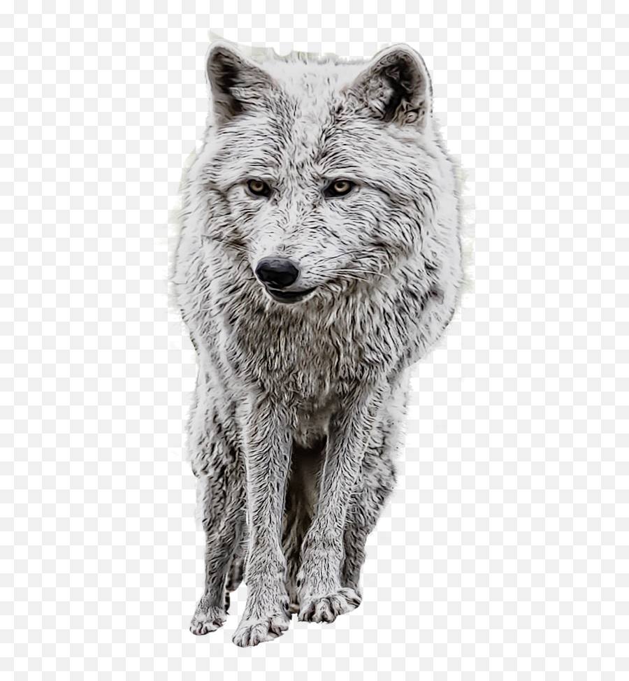 Wolfphoto Manipulationwhitepngroyalty - Free Image From Full Hd Manipulation Background Png,Wolf Head Png