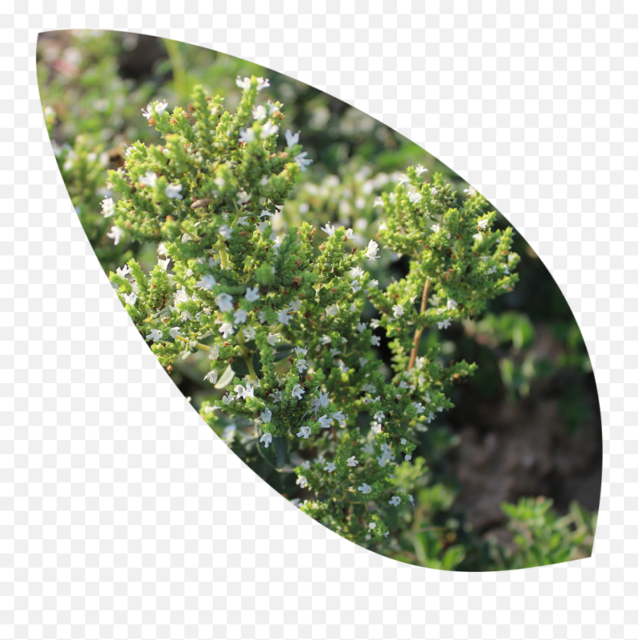 Oregano U2013 Organic Islands - Red Juniper Png,Oregano Png