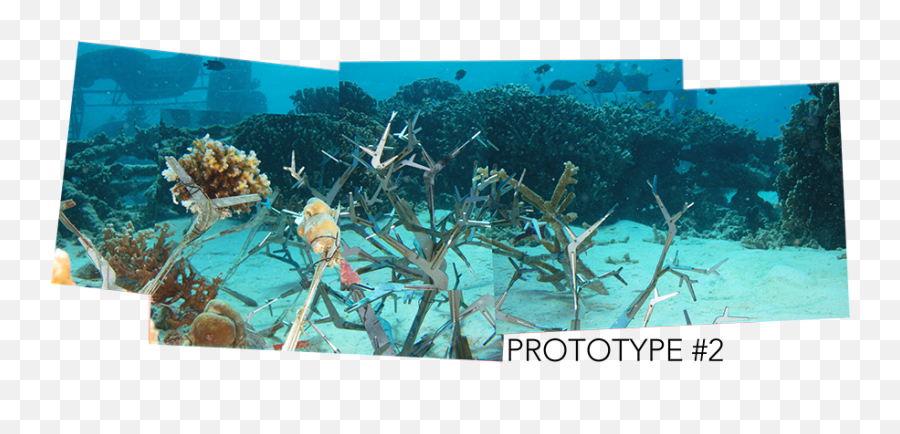 Artificial Coral Reef Prototype 2 - Vvv Underwater Png,Coral Reef Png